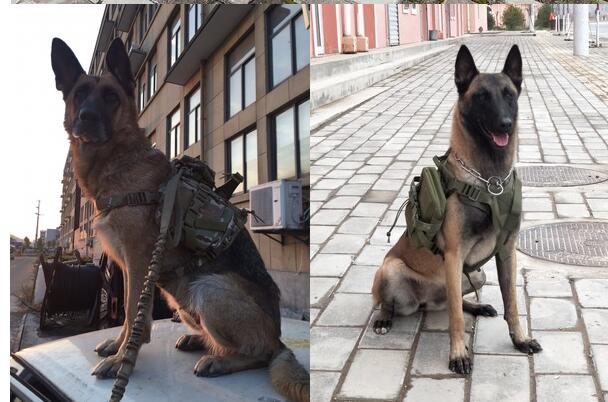 Tactical dog clothes outdoor dog vest