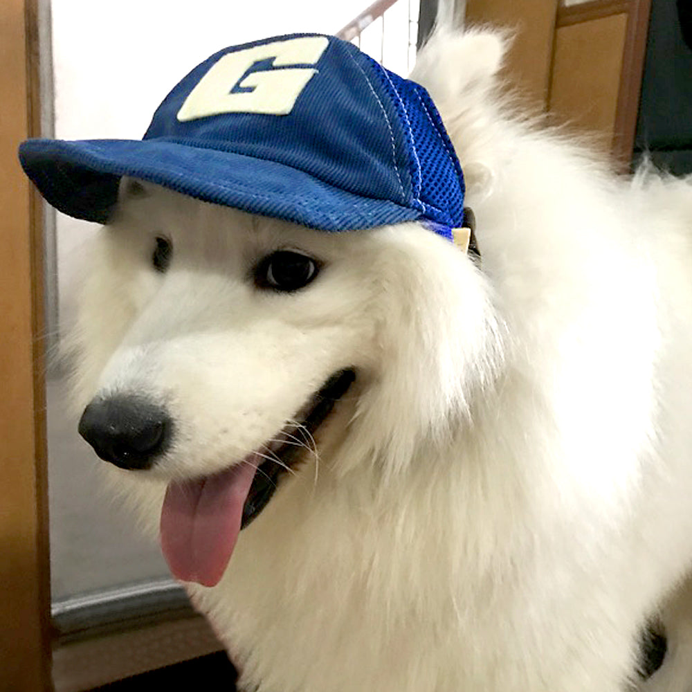 Cute dog hat